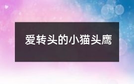 愛轉頭的小貓頭鷹