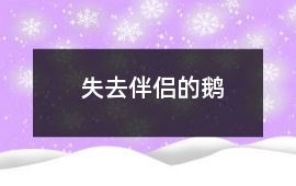 失去伴侶的鵝