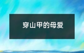 穿山甲的母愛