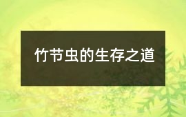 竹節蟲的生存之道