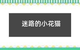 迷路的小花貓