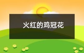 火紅的雞冠花