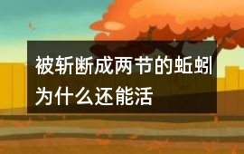 被斬斷成兩節的蚯蚓為什么還能活