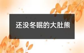 還沒冬眠的大肚熊