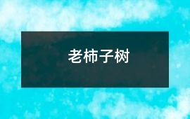 老柿子樹