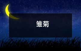雛菊