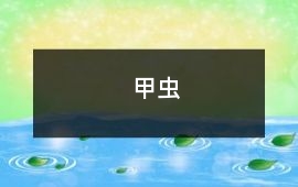 甲蟲